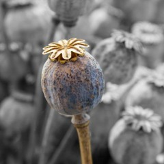 KING'S WOOL-BLACK TAR