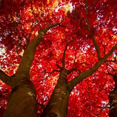 Maple Tree