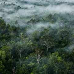 El Bosque (demo)