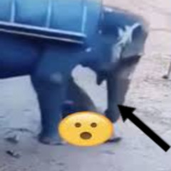 Clip elephant crushes man elefanten video instagram reddit baby elephant video elephant reel