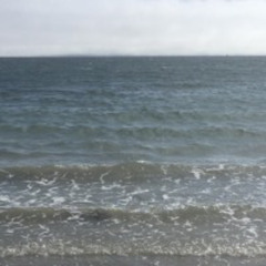 1 Paww Premaster 24 05 24