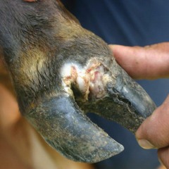 पशुओ में खुरपका-मुहपका रोग के नियंत्रण की जानकारी