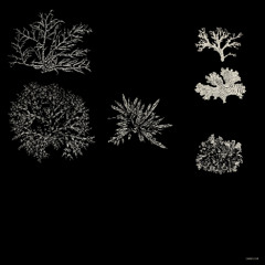 er255 - seaweed (frostekk remix)