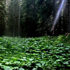 La Foresta Dei Violini