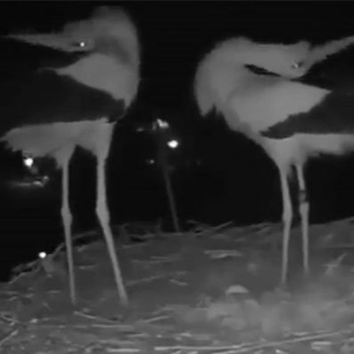 Stork