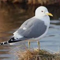 갈현동긴팔갈매기야끼토리