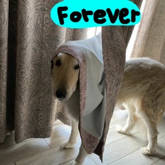 Forever (Pete Drake Cover)