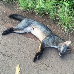 Sneaky Bandz x StopDat - Last Message