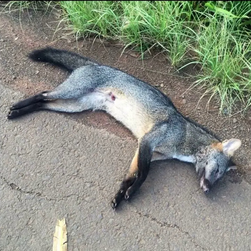 Sneaky Bandz x StopDat - Last Message