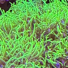 Coping Mechanism Failure