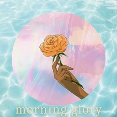 m o r n i n g   g l o r y