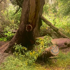 a new dawn has begun