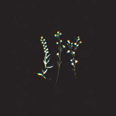 Blossoms