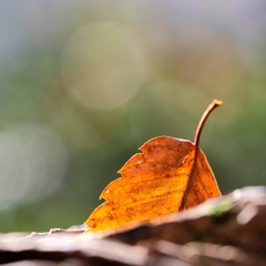 Baby Steps, Big Feet