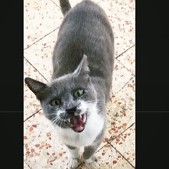 crazy cat