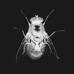 SHOTGUN SAGE [Prod. RapGameMisanthrope]