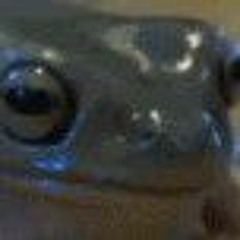 Animal Crossing Gamecube - Full Theme Song