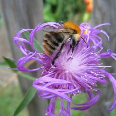 Jardins Vivants Agroecologie1