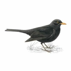 Blackbird cover (improvisation)