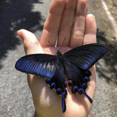 Butterfly (w/GIVIN)