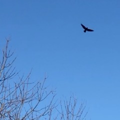 while you're sleeping a bird stretches its wings outside your bedroom window