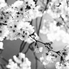 Blossom (Sped Up)