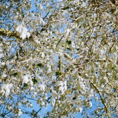 Jacana People // End Of Year Blissful Mix