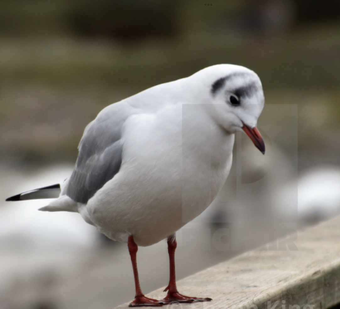 DEN SØRGELIGE MÅGE