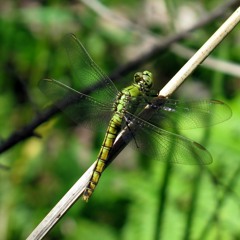 Little Hyatt Lake Cicadas