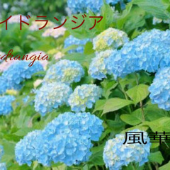 ハイドランジア〜Hydrangia
