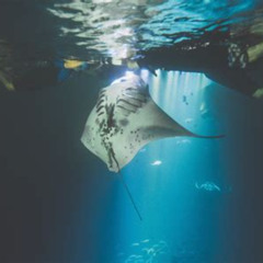 Review Special Price Dolphin Sea Cave & Captain Cook Snorkel Combo In Kealakekua Bay