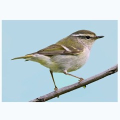 2024 - 10 - 11 - Yellow - Browed Warbler - Bempton