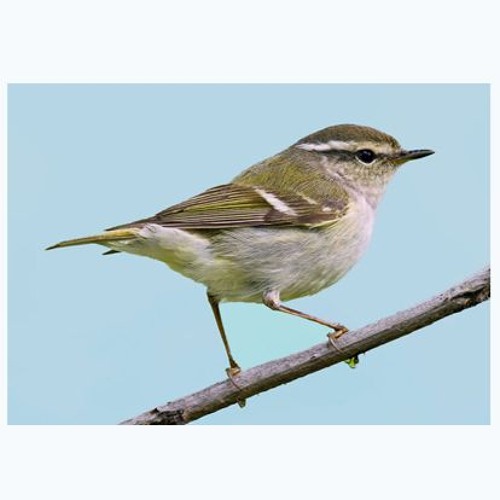 2024 - 10 - 11 - Yellow - Browed Warbler - Bempton
