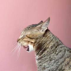 sugar shout (original bedroom demo)