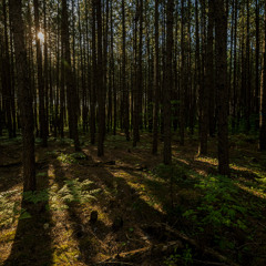 Deep Breakfast 350 ~ Murkok