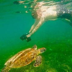 Review Special Price Puerto Rico Jet Snorkel With Turtles And Videos In San Juan