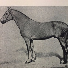 A picture of A horse