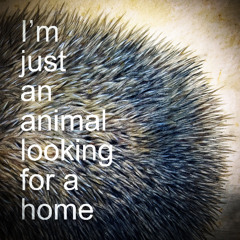 I'm just an animal looking for a home