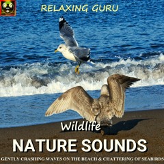 Wildlife Nature Sounds: Gently Crashing Waves On The Beach & Chattering Of Seabirds