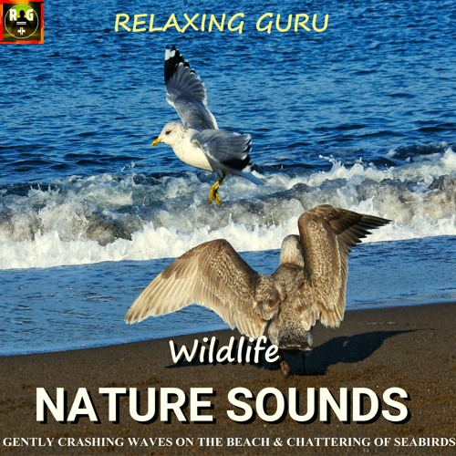 Wildlife Nature Sounds: Gently Crashing Waves On The Beach & Chattering Of Seabirds