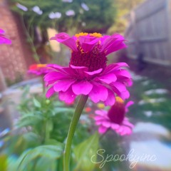 Harmony Bloom in Bloom