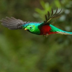 Pajaro Viejo