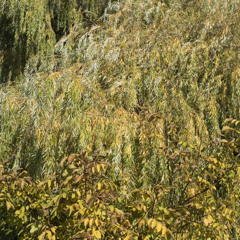 Should the moon slip over the grass...