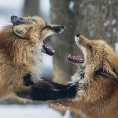 Fox on the run