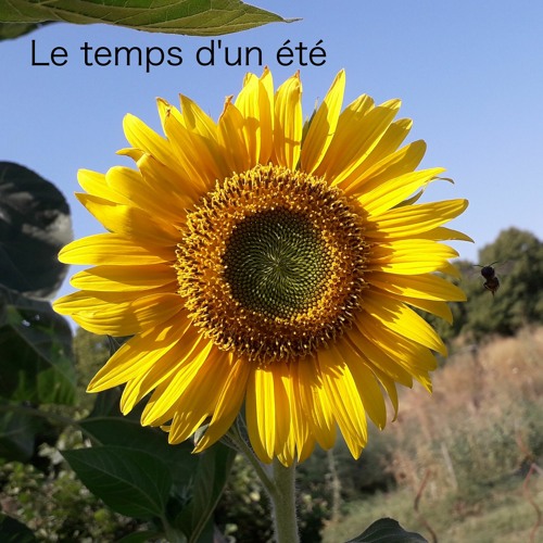 Le temps d'un été