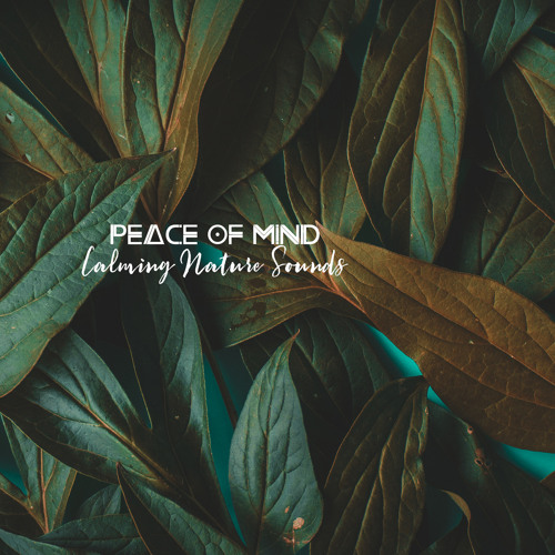 Stream Meditation Music | Listen to Peace of Mind - Calming Nature Sounds Relaxing Music for Healing, Meditation and Sleeping playlist online for free on