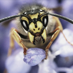 Wasp
