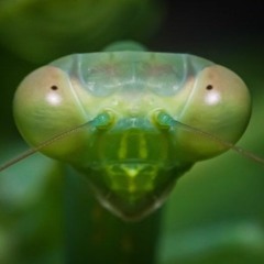 Mantis (video link below)