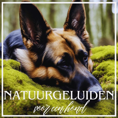 10x Houten Labrador Hond Staande Craft Vormen 3mm Multiplex Huisdier Huisdier (8 x 11,4 cm, Geen gat
