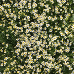 improvisation for Yom Haatsmaout 2023 - Letter 101 Tome 1  from the Ibe Hanachal